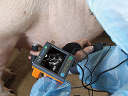 Cyfrowy medyczny weterynaryjny ultrasonograf z ekranem 3,5 cala i częstotliwością Porbe 2,5 M, 3,5 M