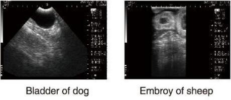 Diagnostyczny sprzęt ultradźwiękowy Weterynaryjny skaner ultradźwiękowy z oprogramowaniem OB dla zwierząt i przechowywaniem 100 zdjęć