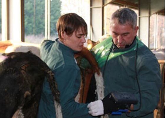 Cyfrowy ultradźwiękowy skaner weterynaryjny